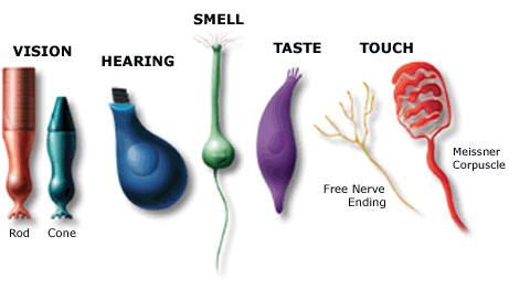 The Senses: receptors / rod and cone cells some of the cells can detect sugar
